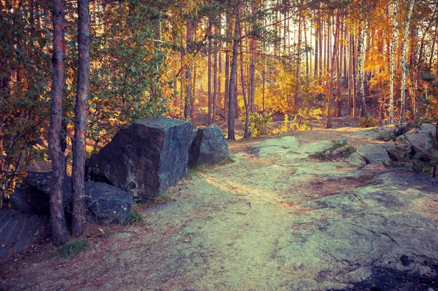 Granitfelsen im Herbstwald am frühen Morgen