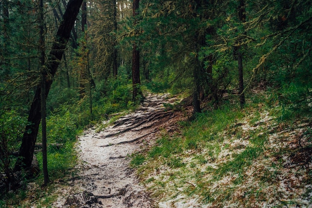 Granizo en camino en bosque oscuro de coníferas