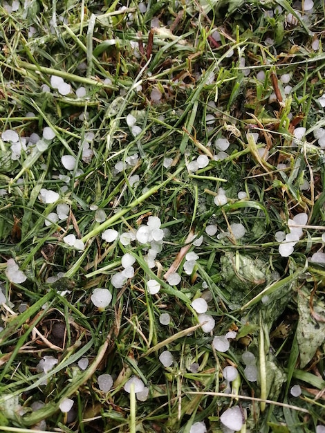 Granizo que cayó sobre la hierba verde en verano