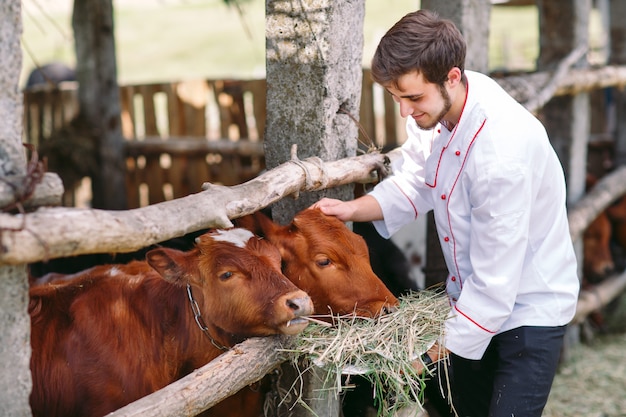 Granja agrícola, un hombre alimenta a las vacas con heno.