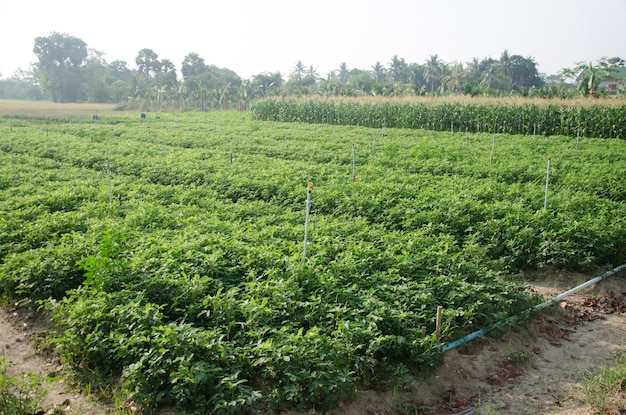 Granja agrícola de plantaciones de maíz en el campo de la provincia de Phatthalung, en el sur de Tailandia