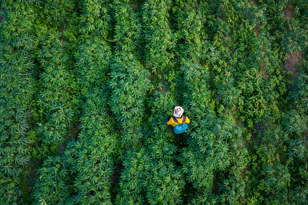 La granja y el agricultor de tapioca están fumigando matando pasto en tierras agrícolas