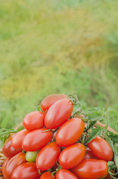 Granja de agricultura de mercado de bandeja de tomates italianos rojos llena de tomates orgánicos