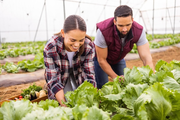 Granja agricultura salud y pareja de alimentos para el crecimiento sostenible y el trabajo en equipo Jardín de plantas y medio ambiente con un hombre y una mujer agricultor con lechuga vegetal para pequeñas empresas de verano y agro