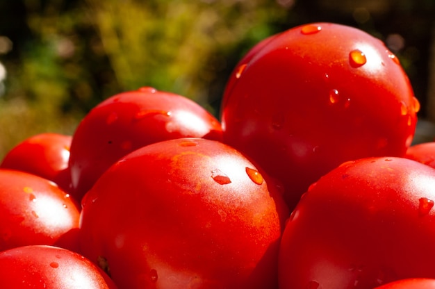 Granja de agricultura de tomates de verano