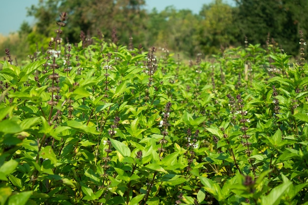 Granja de la albahaca del verdor con el crecimiento de flor en Asia.