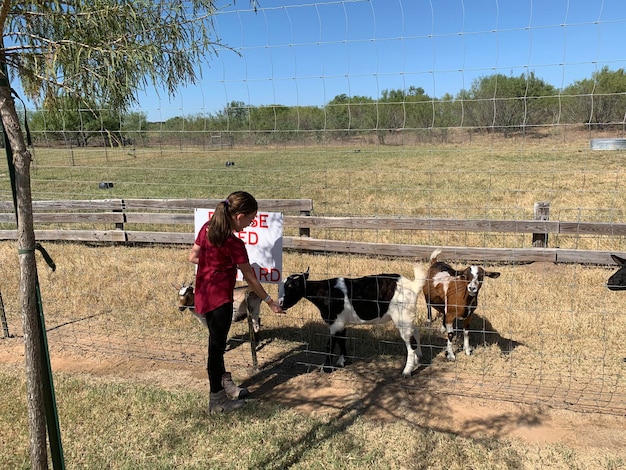 Granja de animales en un día de verano