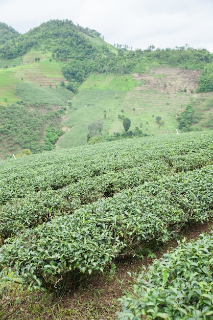 Granja de árbol de té