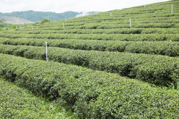 Granja de árbol de té