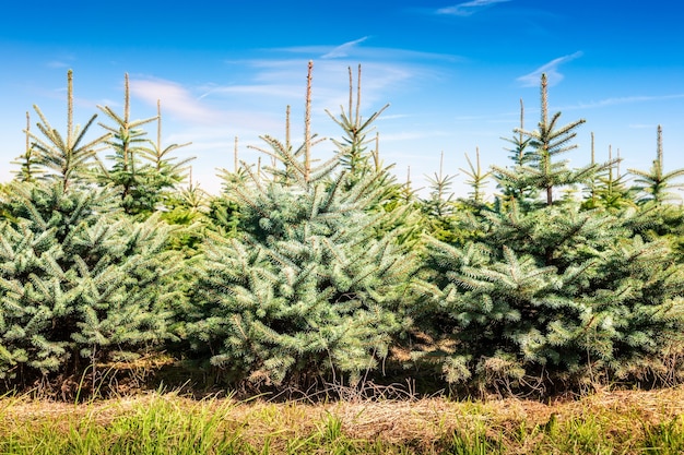 Granja de árboles de Navidad con abetos y abetos. Paisaje de verano