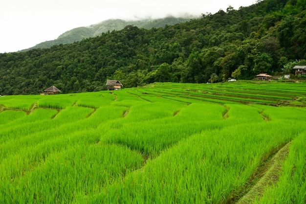 Granja de arroz escalera.