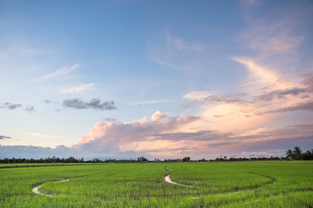 Granja de arroz hermoso cielo