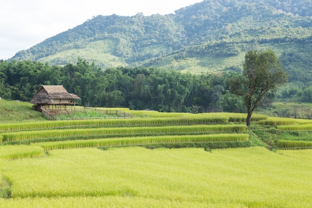 Granja de arroz en la montaña