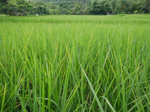 granja de arroz orgánico en el campo de Asia