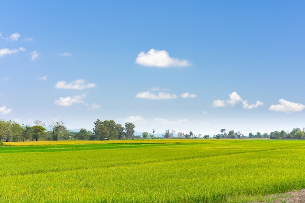 Granja de arroz paddy jazmín en Tailandia