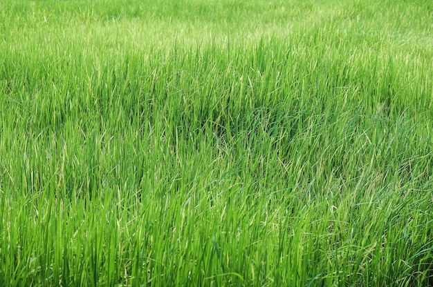 Granja de arroz verde en fondo rural