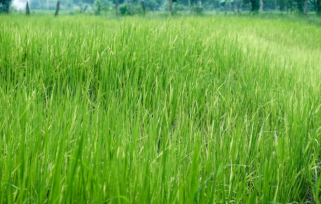 Granja de arroz verde en fondo rural