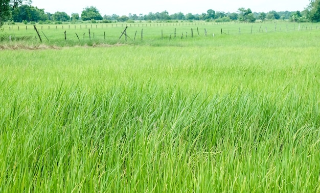 Granja de arroz verde en fondo rural