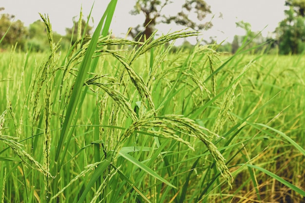 granja de arroz verde