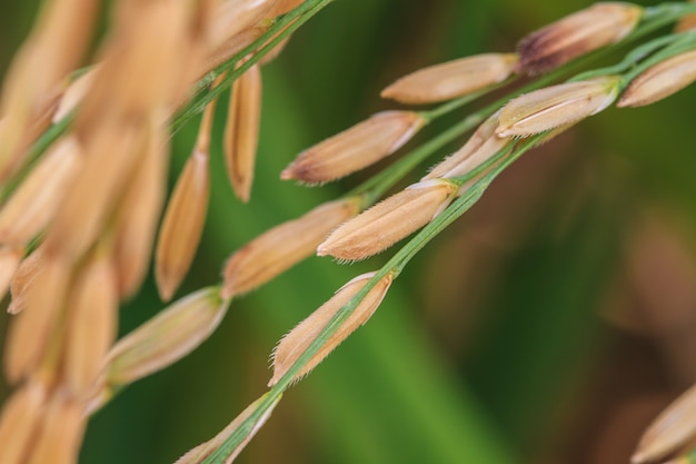 Granja de arroz