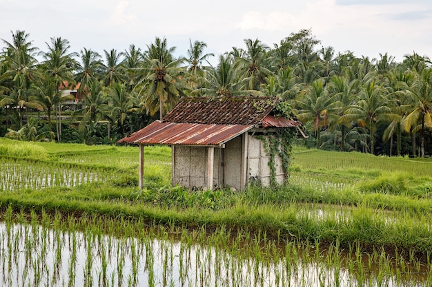 Granja asiática. Casa con arrozales y selva de palmeras