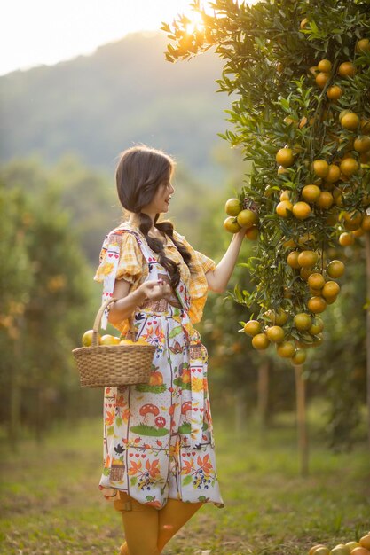 Foto granja asiática de naranjas en el norte de tailandia.