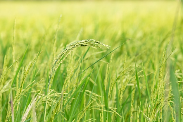 Una granja asiática orgánica del arroz de oro durante el sol fijó en el campo de Tailandia.