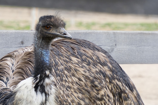 Granja de avestruces, el pájaro de cerca.