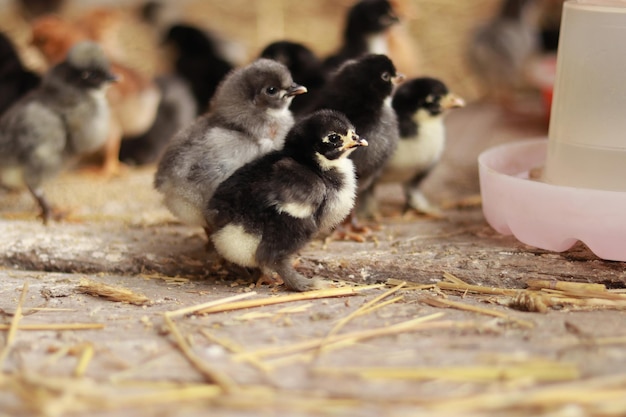 Granja avícola Pollitos Fotografía de enfoque selectivo Pajarito esponjoso Pollo bebé