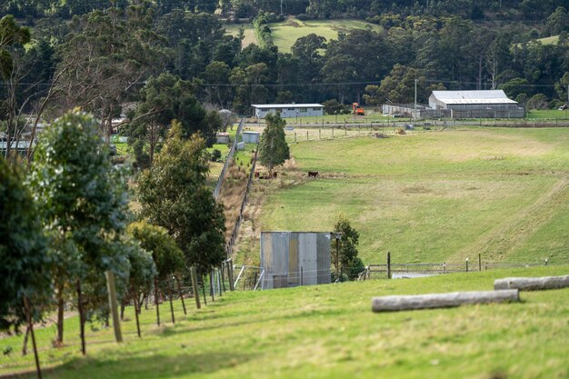 granja de caballos en las colinas de australia