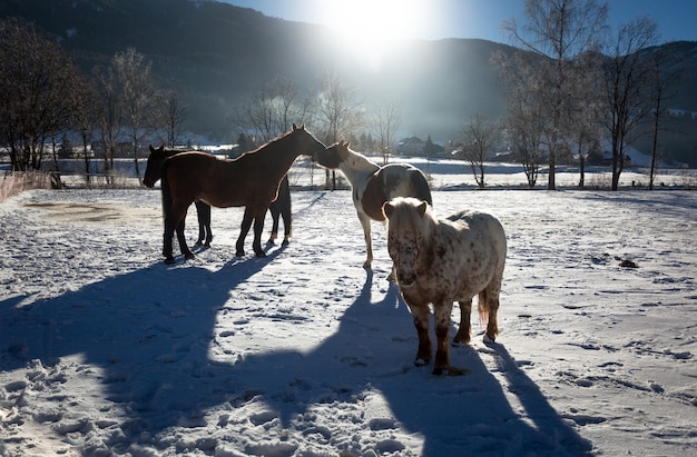 Granja con caballos de pastoreo en día soleado de invierno