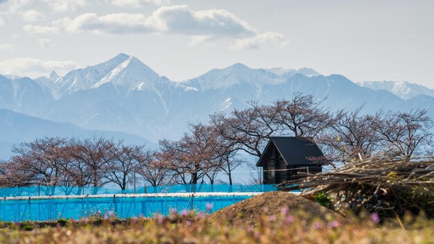 Foto granja y cabaña de madera con árboles de sakura en el río susuki en el suburbio con las montañas de los alpes centrales