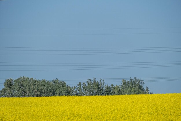 Granja de canola orgánica en Alberta, Canadá con torre de transmisión en segundo plano.