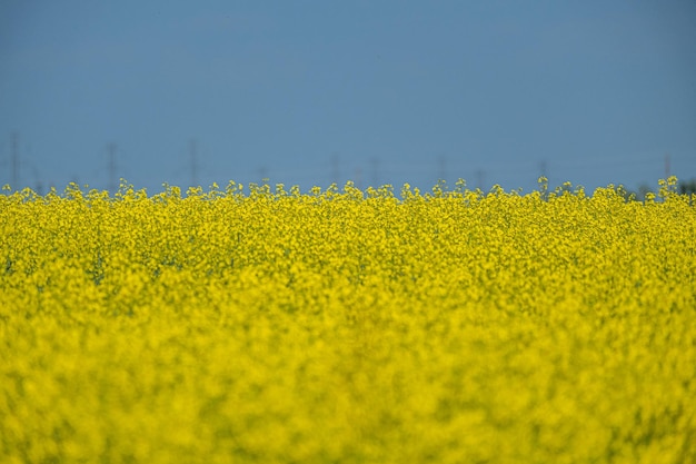 Granja de canola orgánica en Alberta, Canadá con torre de transmisión en segundo plano.