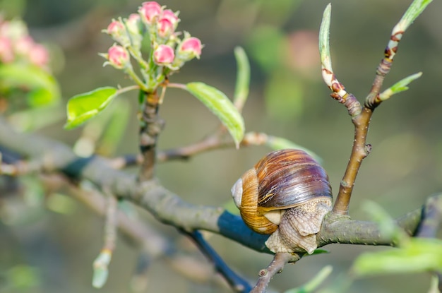 En una granja, los caracoles se arrastran por los árboles frutales.