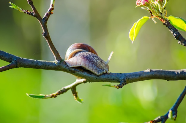 En una granja, los caracoles se arrastran por los árboles frutales.