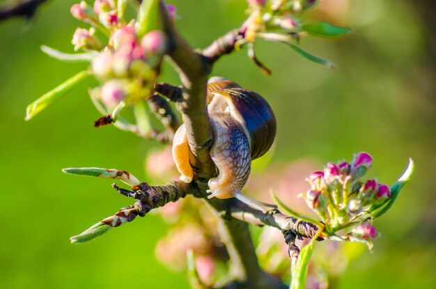 En una granja, los caracoles se arrastran por los árboles frutales.