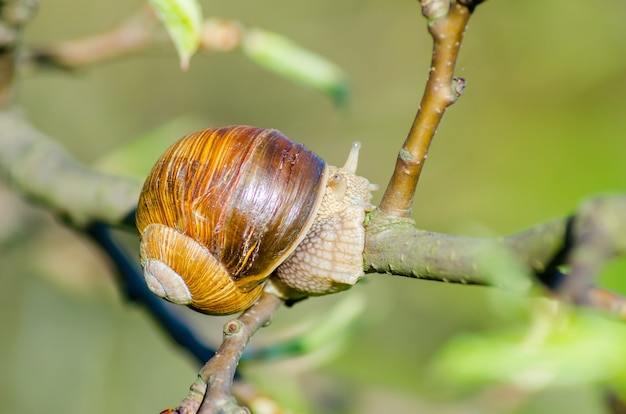 En una granja, los caracoles se arrastran a lo largo de los árboles frutales.