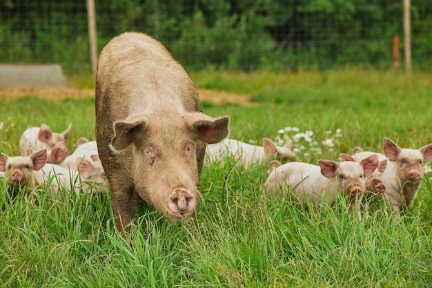 Granja de cerdos ecológicos en el campo en Dinamarca