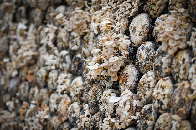 Granja de champiñones con cultivo de champiñones frescos en desove de champiñones Lentinus squarrosulus