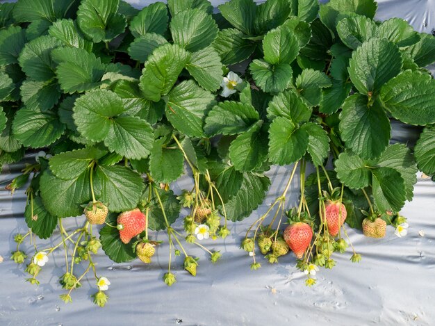 Granja colgante de fresa llena de fresas maduras