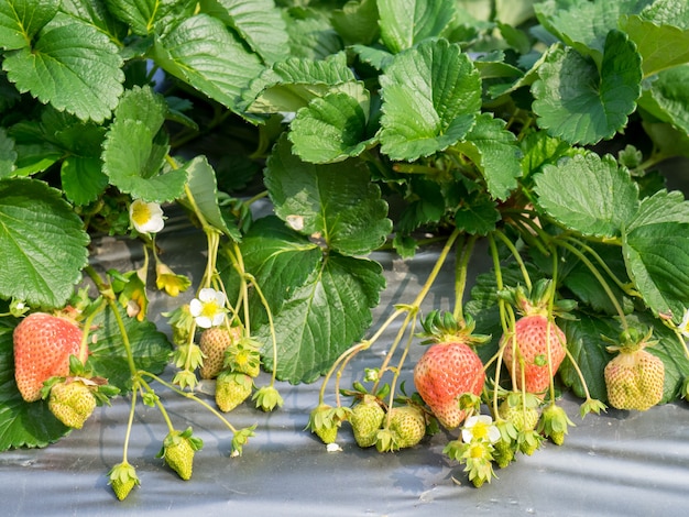 Granja colgante de fresa llena de fresas maduras