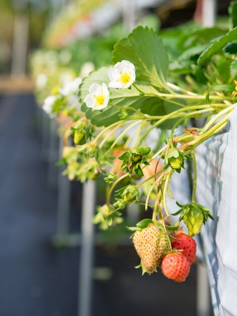 Granja colgante de fresa llena de fresas maduras