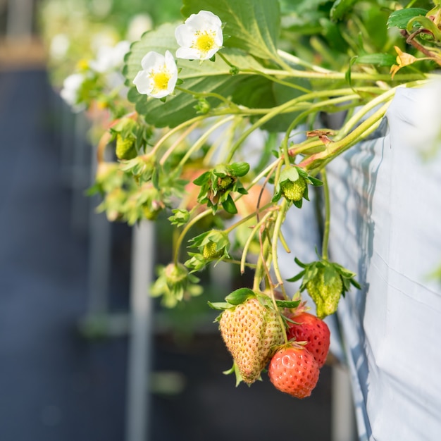 Granja colgante de fresa llena de fresas maduras