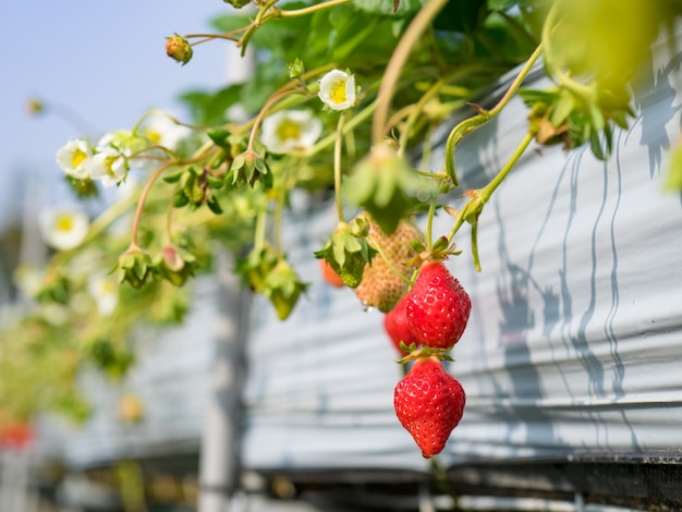 Granja colgante de fresa llena de fresas maduras