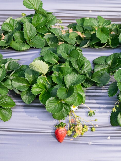 Granja colgante de fresa llena de fresas maduras