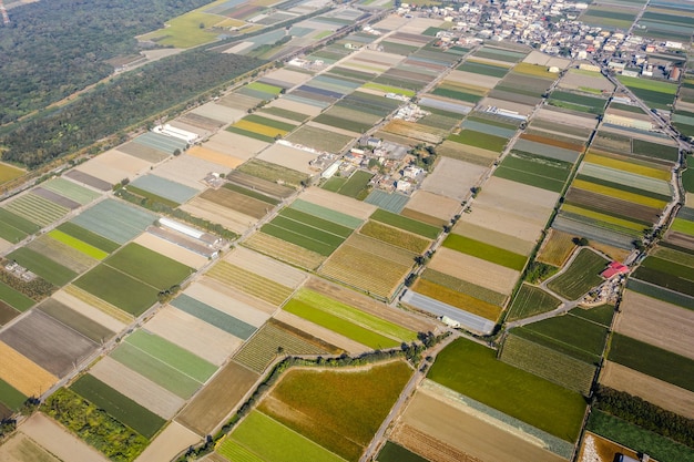 granja colorida con verduras y arroz