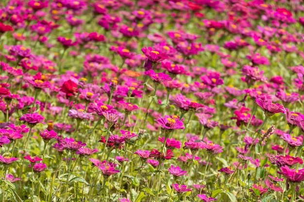 Granja de coloridas flores cosmos en el exterior