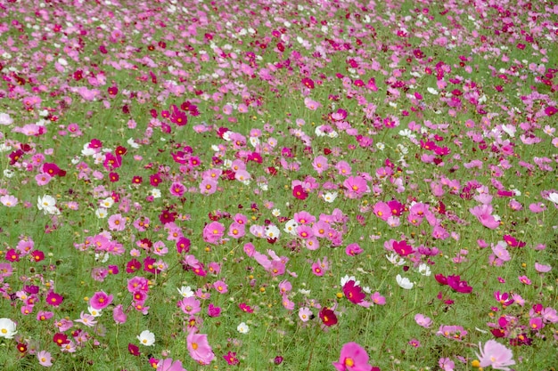 Granja de coloridas flores de cosmos en el exterior