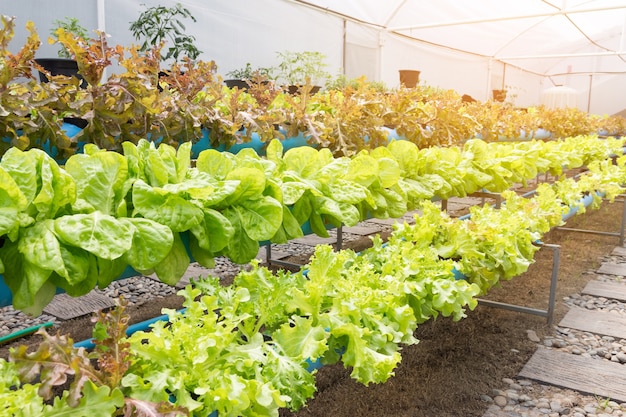 Granja de cultivo de vegetales hidropónicos orgánicos